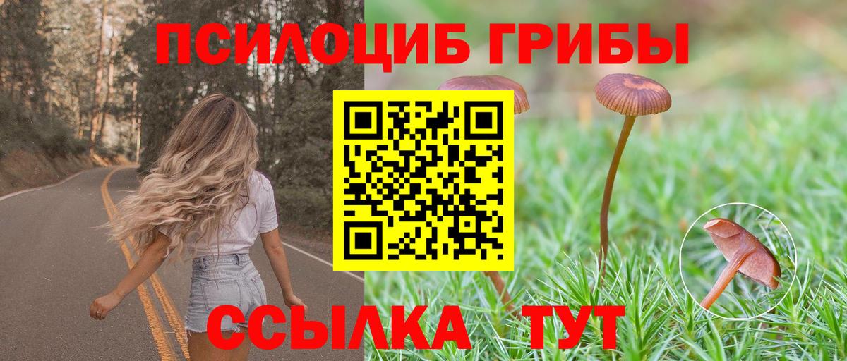 Галлюциногенные грибы Psilocybine cubensis Полевской